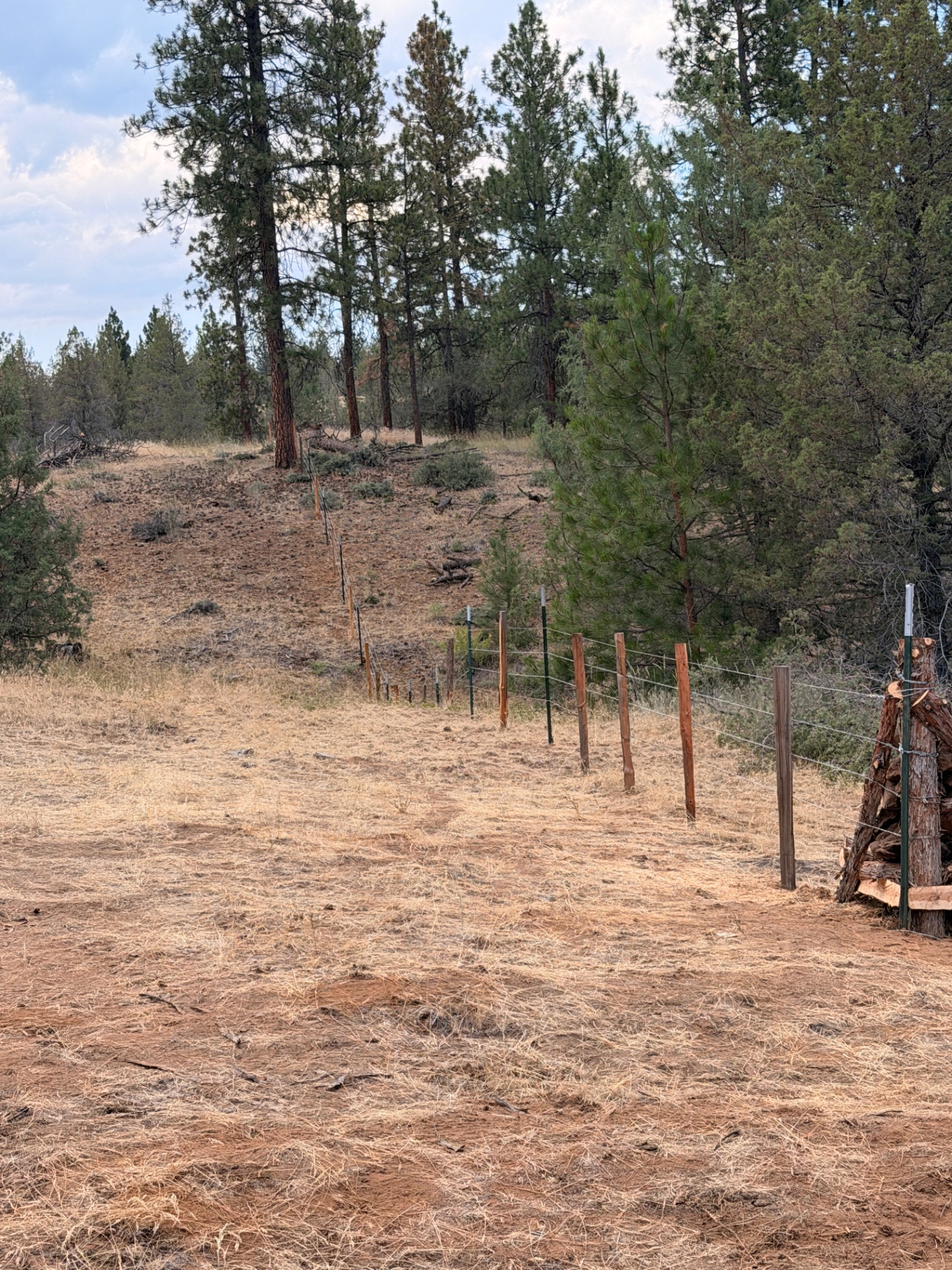 Green pasture with ranch fences and trees